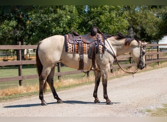 American Quarter Horse, Stute, 6 Jahre, 14,3 hh, Falbe