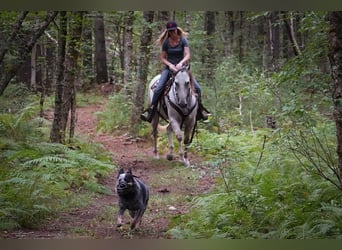 American Quarter Horse, Mare, 6 years, 14.3 hh, Gray