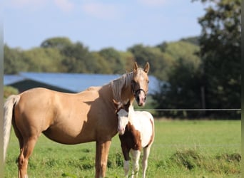 American Quarter Horse, Mare, 6 years, 14.3 hh, Palomino