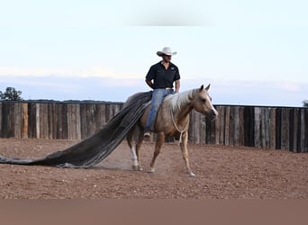American Quarter Horse, Mare, 6 years, 14.3 hh, Palomino