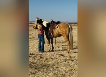 American Quarter Horse, Mare, 6 years, 14,3 hh, Palomino