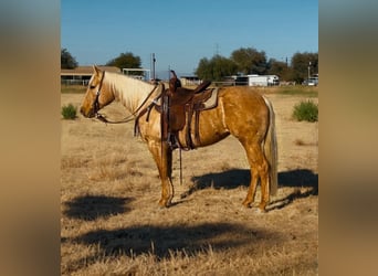 American Quarter Horse, Mare, 6 years, 14,3 hh, Palomino