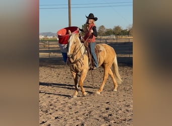 American Quarter Horse, Mare, 6 years, 14,3 hh, Palomino