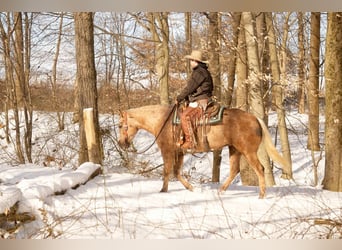 American Quarter Horse, Mare, 6 years, 14,3 hh, Palomino