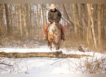 American Quarter Horse, Mare, 6 years, 14,3 hh, Palomino