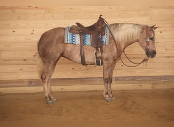 American Quarter Horse, Mare, 6 years, 14,3 hh, Palomino