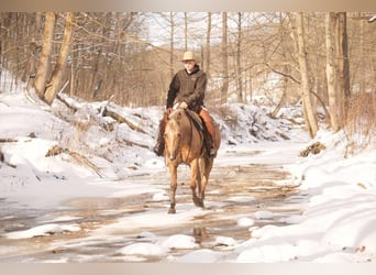 American Quarter Horse, Mare, 6 years, 14,3 hh, Palomino