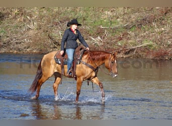 American Quarter Horse, Stute, 6 Jahre, 14,3 hh, Red Dun