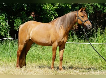 American Quarter Horse, Mare, 6 years, 14.3 hh, Red Dun
