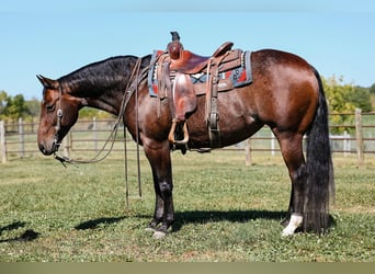 American Quarter Horse, Mare, 6 years, 14,3 hh, Roan-Bay