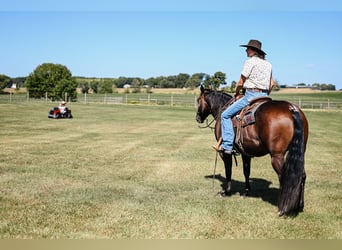 American Quarter Horse, Mare, 6 years, 14,3 hh, Roan-Bay