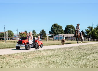 American Quarter Horse, Mare, 6 years, 14,3 hh, Roan-Bay