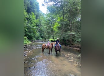 American Quarter Horse, Mare, 6 years, 14,3 hh, Roan-Bay