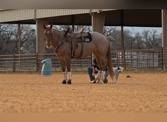 American Quarter Horse, Mare, 6 years, 14.3 hh, Roan-Red