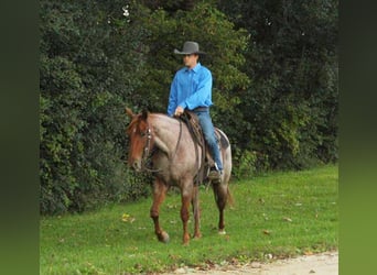 American Quarter Horse, Mare, 6 years, 14.3 hh, Roan-Red