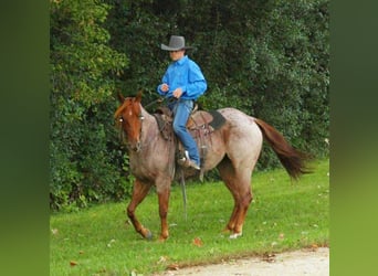 American Quarter Horse, Mare, 6 years, 14.3 hh, Roan-Red