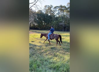 American Quarter Horse, Mare, 6 years, 14 hh, Brown