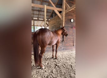 American Quarter Horse, Mare, 6 years, 14 hh, Brown