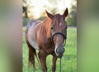 American Quarter Horse, Mare, 6 years, 14 hh, Brown