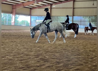 American Quarter Horse, Mare, 6 years, 14 hh, Gray