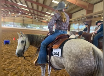 American Quarter Horse, Mare, 6 years, 14 hh, Gray