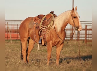 American Quarter Horse, Mare, 6 years, 14 hh, Palomino