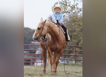 American Quarter Horse, Mare, 6 years, 14 hh, Palomino