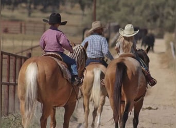 American Quarter Horse, Mare, 6 years, 14 hh, Palomino