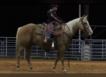 American Quarter Horse, Mare, 6 years, 14 hh, Palomino