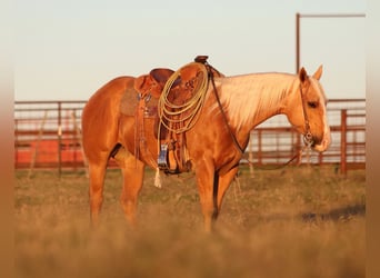 American Quarter Horse, Mare, 6 years, 14 hh, Palomino