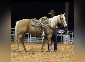 American Quarter Horse, Mare, 6 years, 14 hh, Palomino