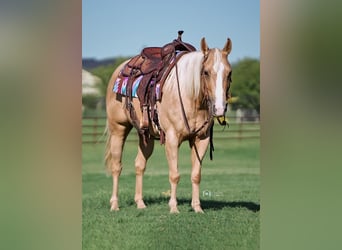 American Quarter Horse, Mare, 6 years, 14 hh, Palomino