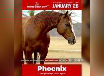 American Quarter Horse, Mare, 6 years, 14 hh, Sorrel