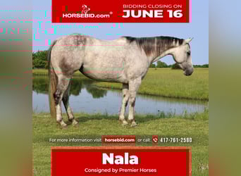 American Quarter Horse, Mare, 6 years, 14,1 hh, Gray