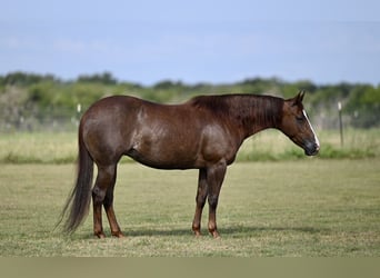 American Quarter Horse, Mare, 6 years, 14,1 hh, Sorrel