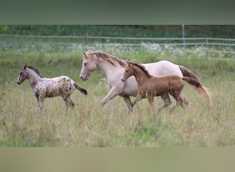 American Quarter Horse, Mare, 6 years, 14,2 hh, Champagne