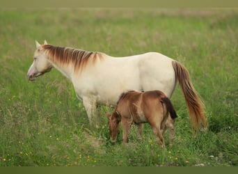 American Quarter Horse, Mare, 6 years, 14,2 hh, Champagne