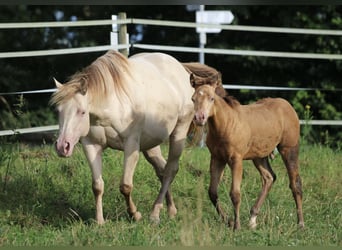 American Quarter Horse, Mare, 6 years, 14,2 hh, Champagne