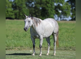 American Quarter Horse, Mare, 6 years, 14,2 hh, Grey