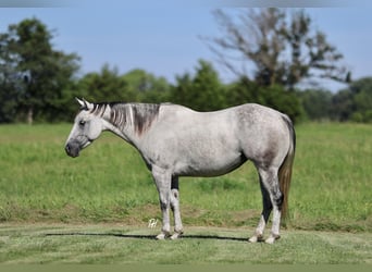 American Quarter Horse, Mare, 6 years, 14,2 hh, Grey