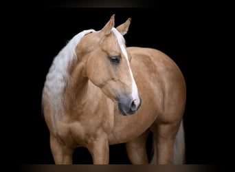 American Quarter Horse, Mare, 6 years, 14,2 hh, Palomino
