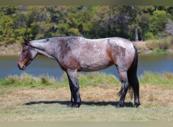American Quarter Horse, Mare, 6 years, 14,2 hh, Roan-Bay