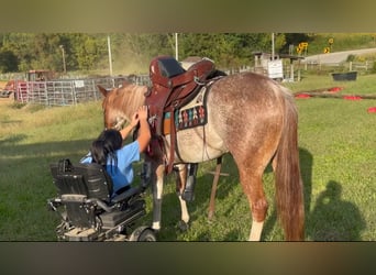 American Quarter Horse, Mare, 6 years, 14,2 hh, Roan-Red