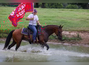 American Quarter Horse, Mare, 6 years, 14,3 hh, Bay