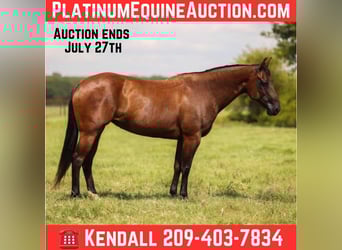 American Quarter Horse, Mare, 6 years, 14,3 hh, Bay
