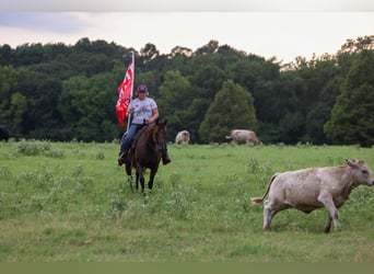 American Quarter Horse, Mare, 6 years, 14,3 hh, Bay