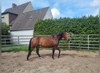 American Quarter Horse, Mare, 6 years, 14,3 hh, Brown