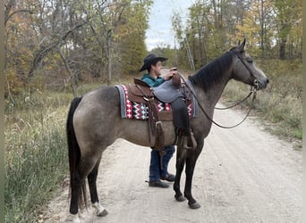 American Quarter Horse, Mare, 6 years, 14,3 hh, Buckskin