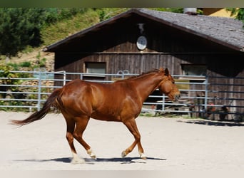American Quarter Horse, Mare, 6 years, 14,3 hh, Chestnut-Red