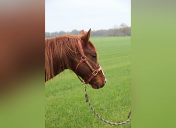American Quarter Horse, Mare, 6 years, 14,3 hh, Cremello